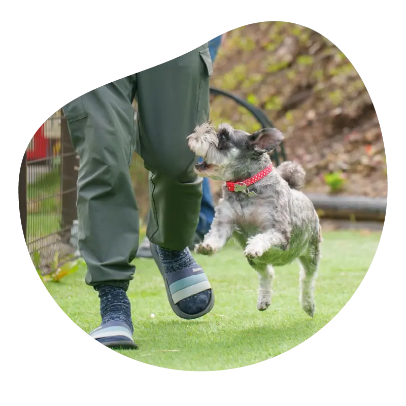 ドッグフレンドリーな滞在