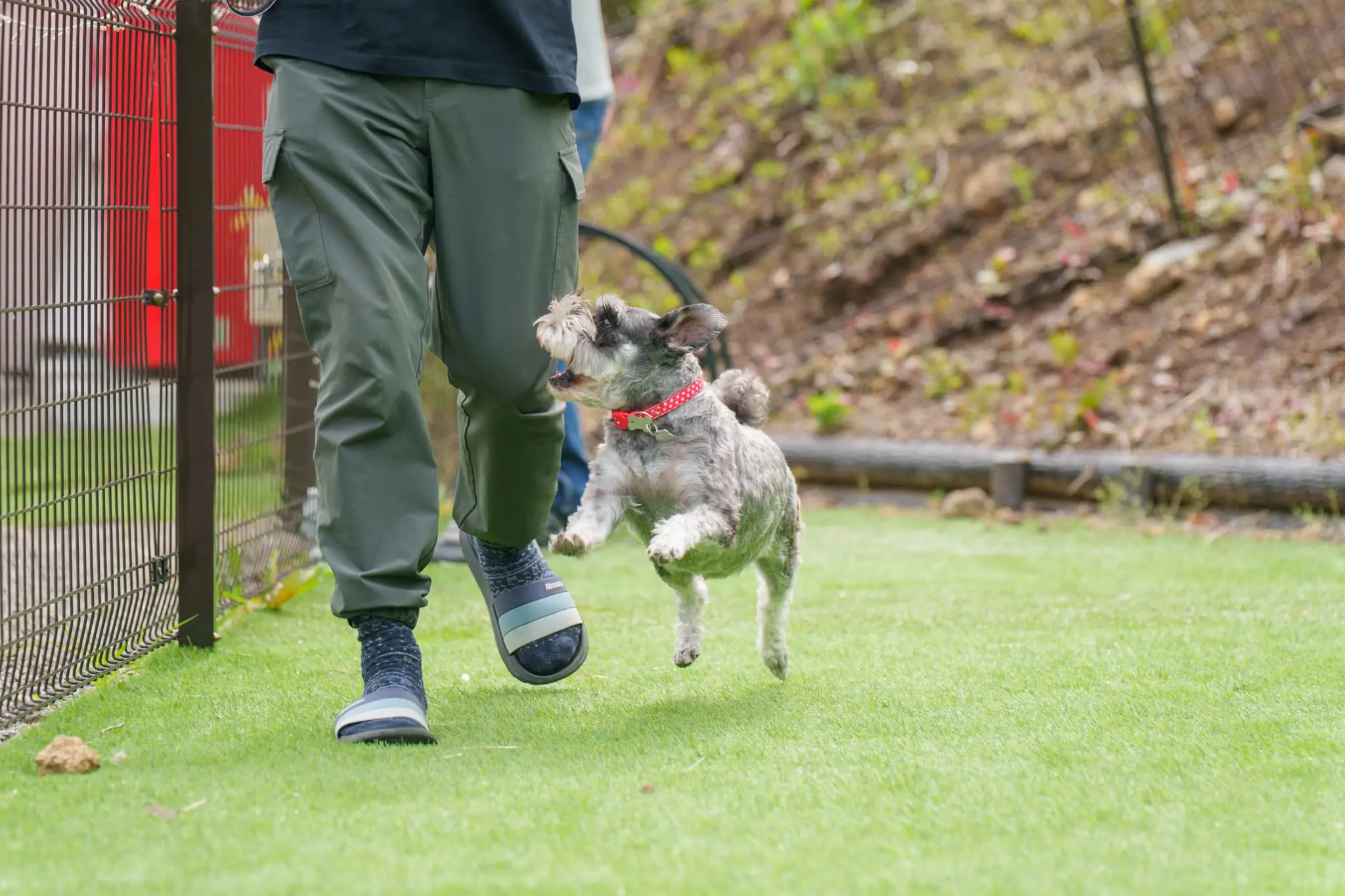 Suzu の過ごし方